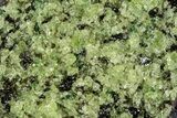 Peridot Crystals in Basalt - Arizona #340233-1